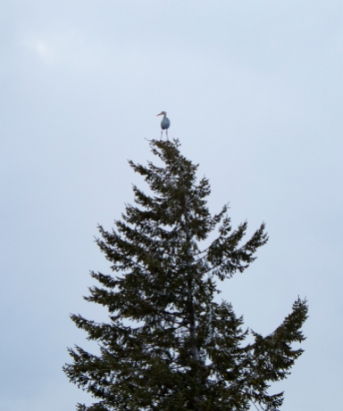 blue heron tree lookout