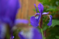purpleflora_softpurpFG